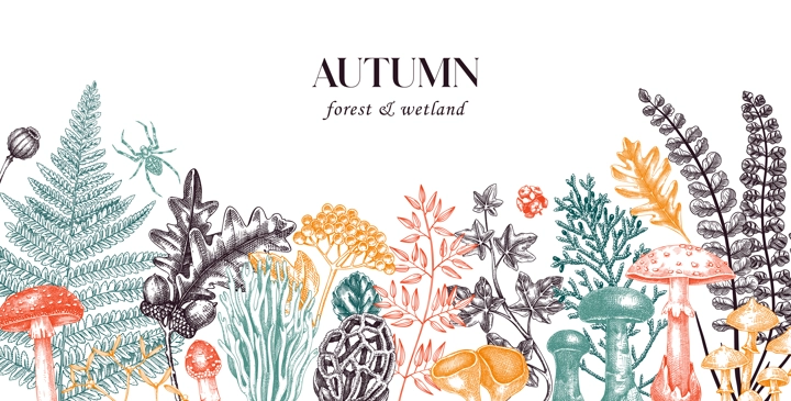 Hand drawn autumn forest background with ferns, mushrooms, fall leaves, berries and autumn plant sketches. Vintage botanical design template. Natural banner, print. Woodlands vector illustration.